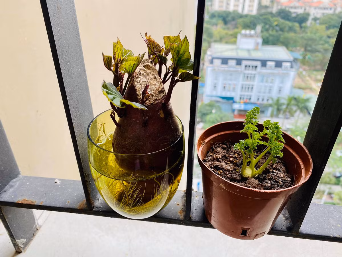 Bien cu khoai lang thanh bonsai, lam dep nha an tuong-Hinh-14