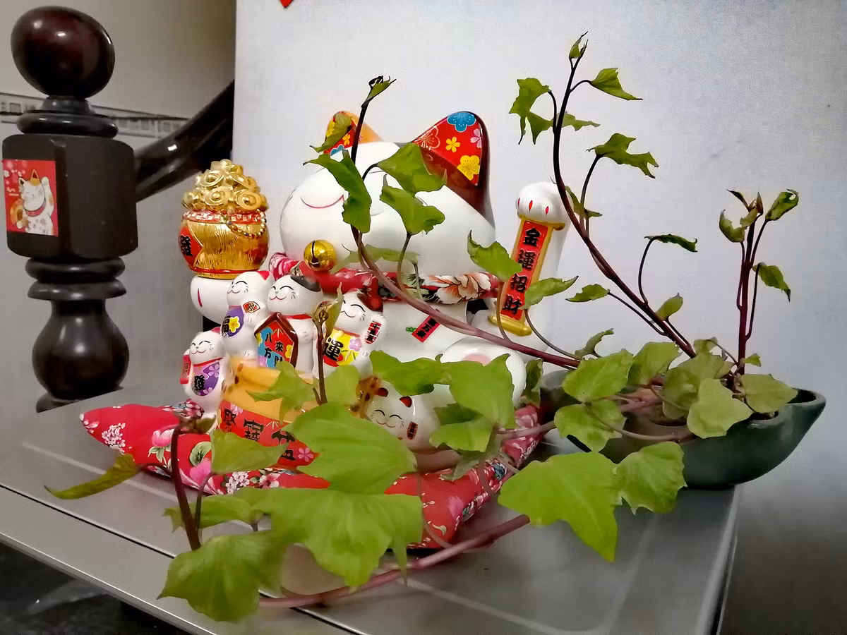 Bien cu khoai lang thanh bonsai, lam dep nha an tuong-Hinh-5