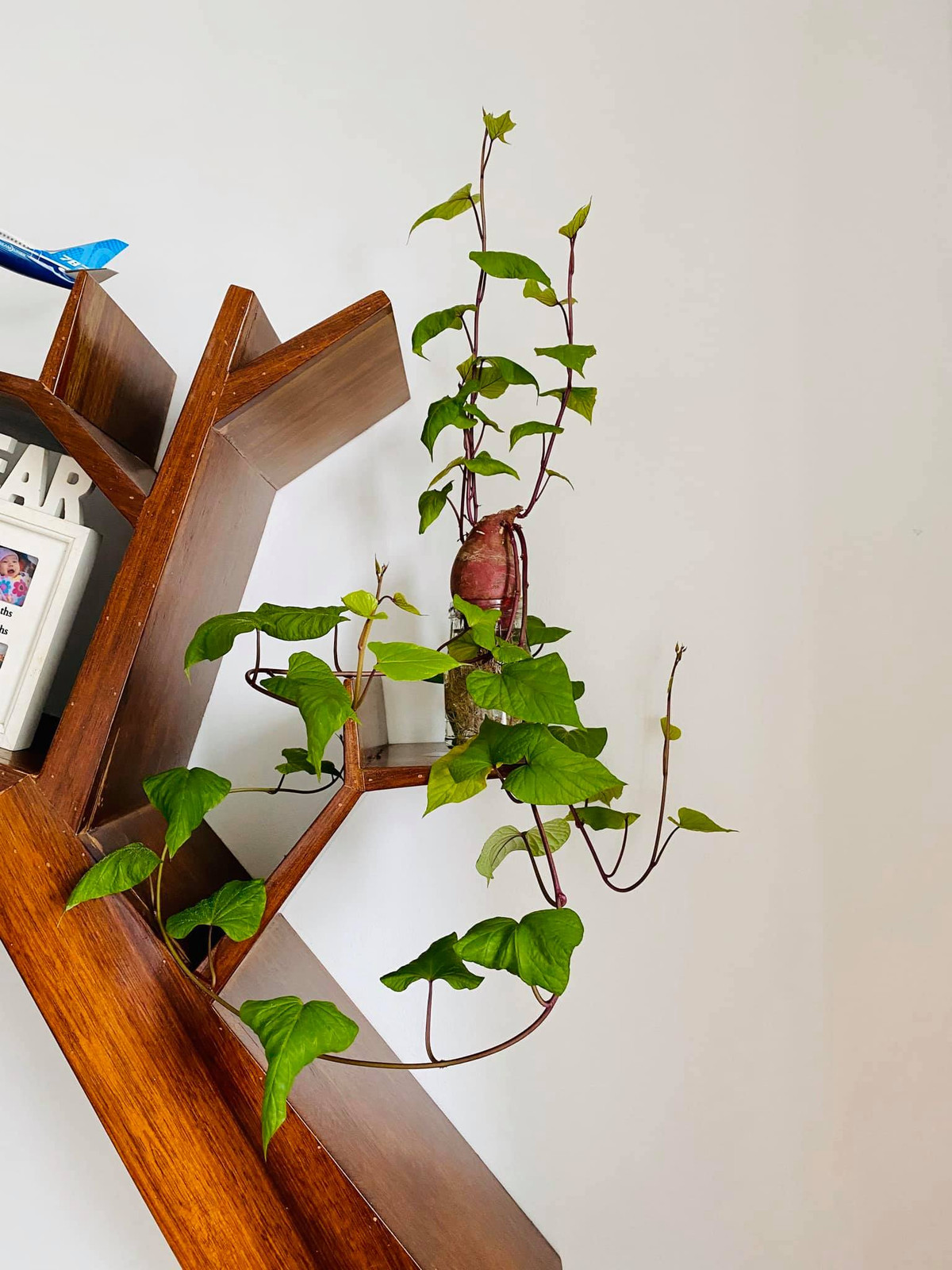 Bien cu khoai lang thanh bonsai, lam dep nha an tuong-Hinh-2