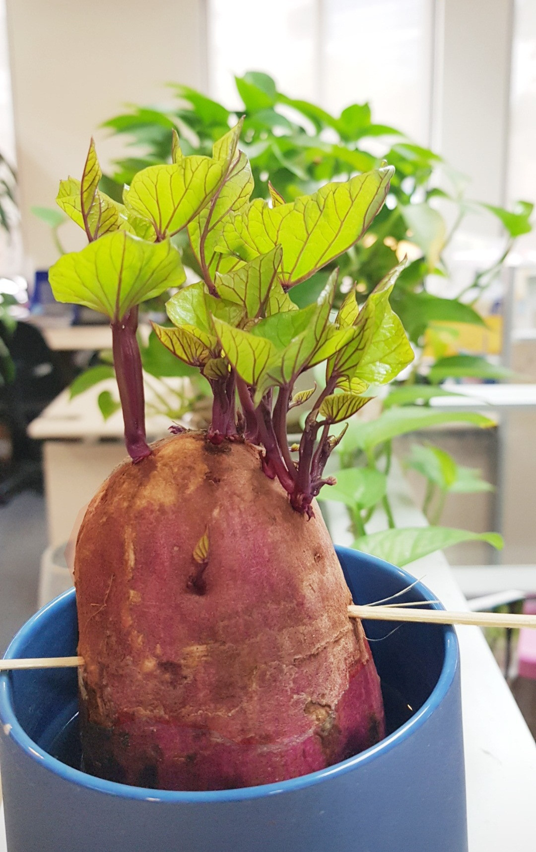 Bien cu khoai lang thanh bonsai, lam dep nha an tuong-Hinh-19