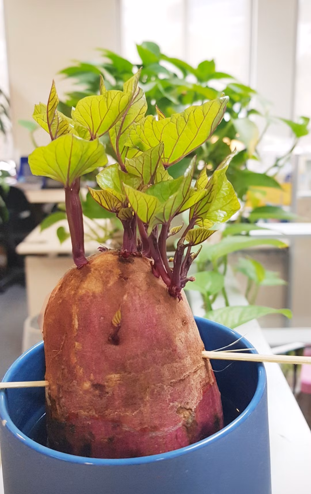 Bien cu khoai lang thanh bonsai, lam dep nha an tuong-Hinh-19
