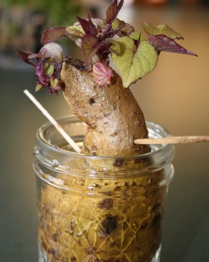 Bien cu khoai lang thanh bonsai, lam dep nha an tuong-Hinh-4