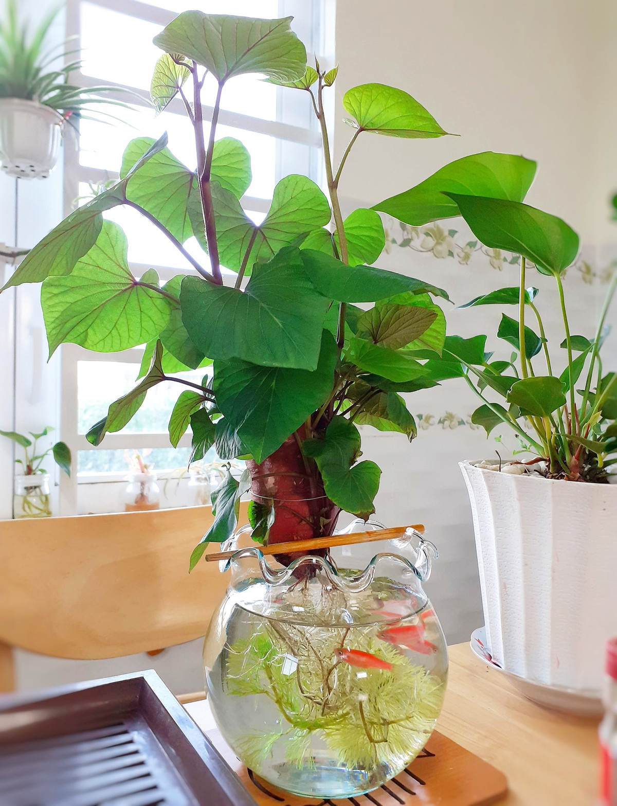 Bien cu khoai lang thanh bonsai, lam dep nha an tuong-Hinh-13