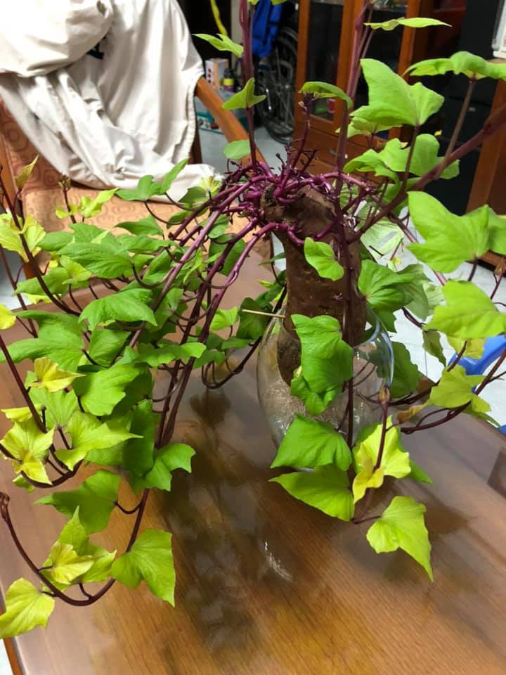 Bien cu khoai lang thanh bonsai, lam dep nha an tuong-Hinh-22