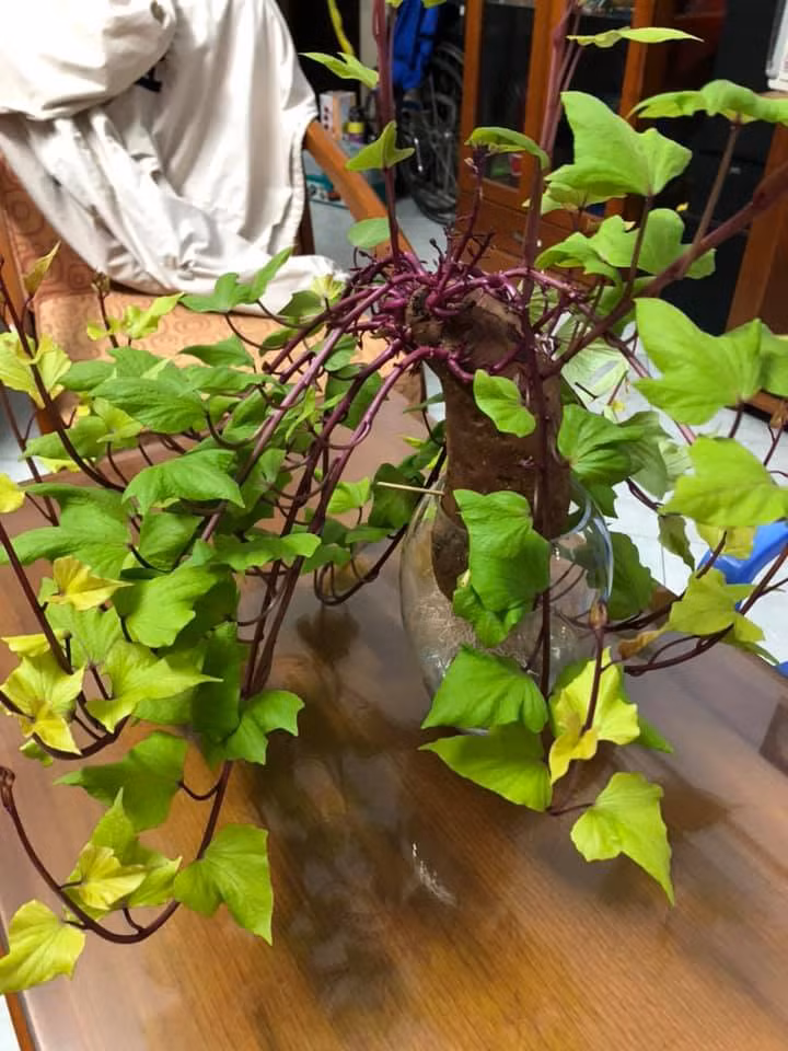 Bien cu khoai lang thanh bonsai, lam dep nha an tuong-Hinh-22