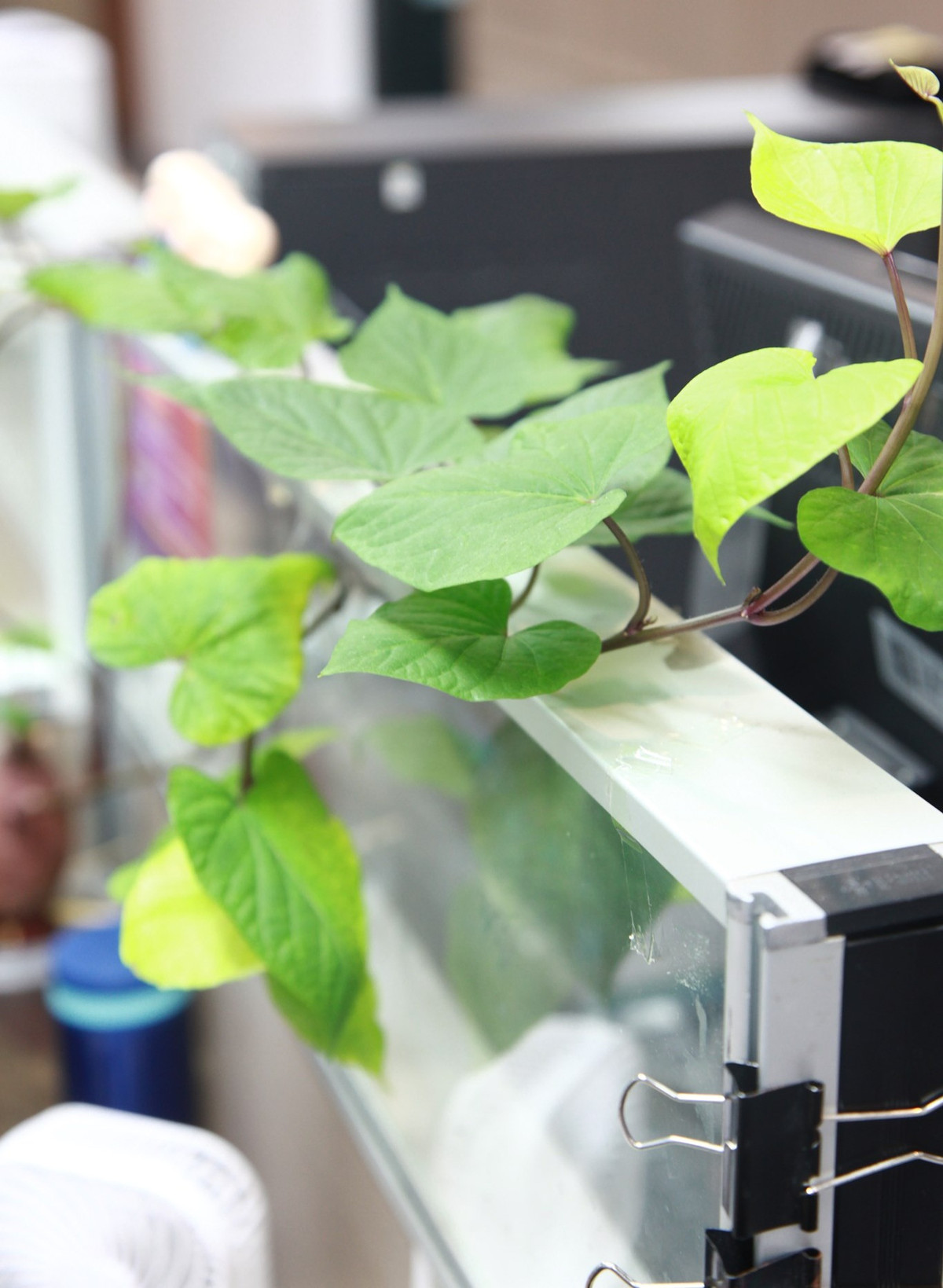 Bien cu khoai lang thanh bonsai, lam dep nha an tuong-Hinh-21