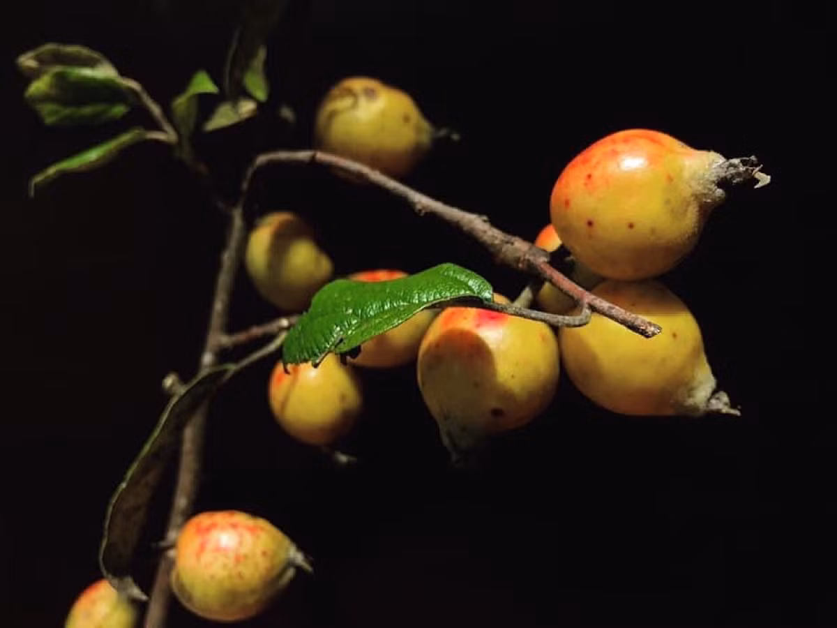 Tao meo vao vu, chi em ruoc canh triu qua ve cam choi-Hinh-6