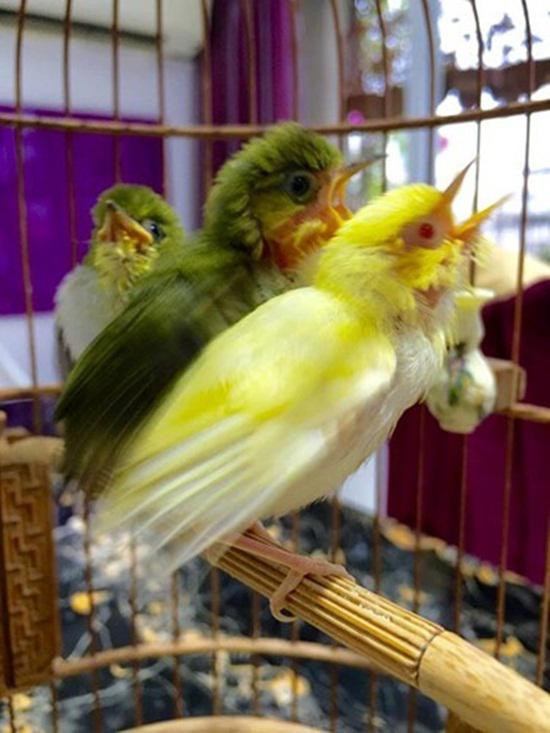 Dan chim quy toc dot bien gen sieu quy hiem tri gia 10 ty-Hinh-3