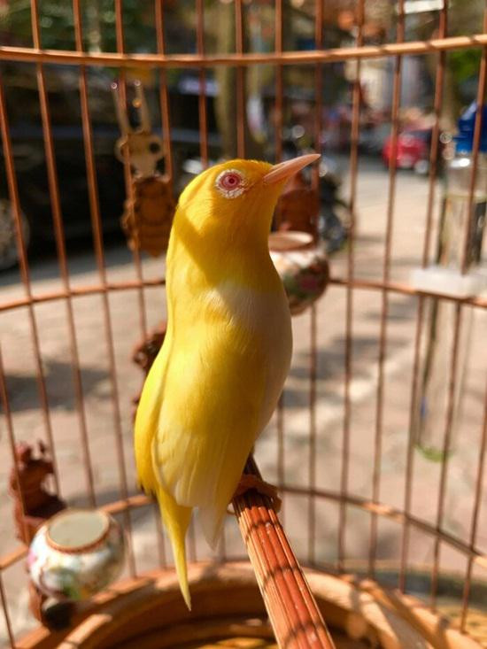 Dan chim quy toc dot bien gen sieu quy hiem tri gia 10 ty-Hinh-4