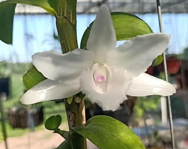 Choi lan dot bien, sap bay cu lua tinh vi