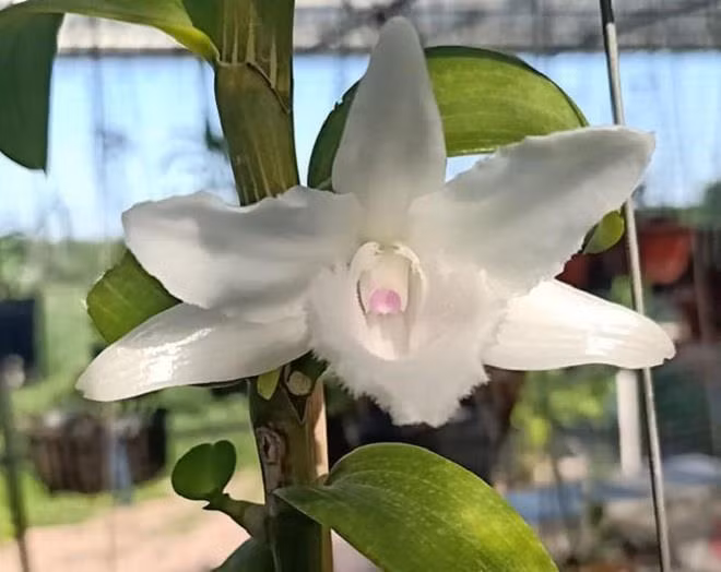 Choi lan dot bien, sap bay cu lua tinh vi