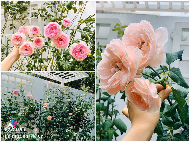 9X Sai Gon gay sot gioi 'nghien nha' voi biet thu khung-Hinh-15