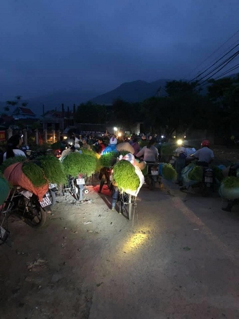 Ngon su su gia qua re ban khong ai mua, nguoi nong dan xot xa-Hinh-2