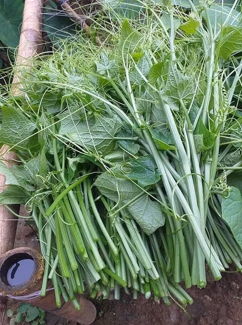 Ngon su su gia qua re ban khong ai mua, nguoi nong dan xot xa-Hinh-6