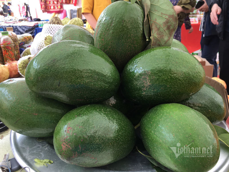 Quả bơ khổng lồ có vỏ xanh căng bóng, khi chín vỏ sẽ chuyển dần sang màu tím