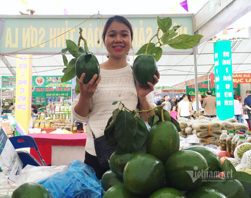 Loại bơ này được trồng ở Mộc Châu khoảng 3-4 năm trở lại đây