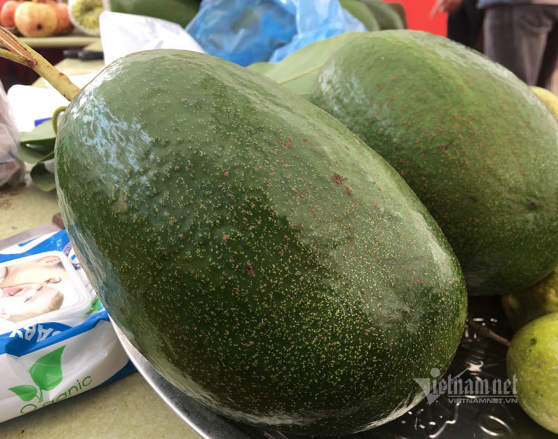 Điểm nổi bật là quả bơ to hơn hẳn các giống bơ khác, cơm bơ vàng, dẻo thơm béo ngậy