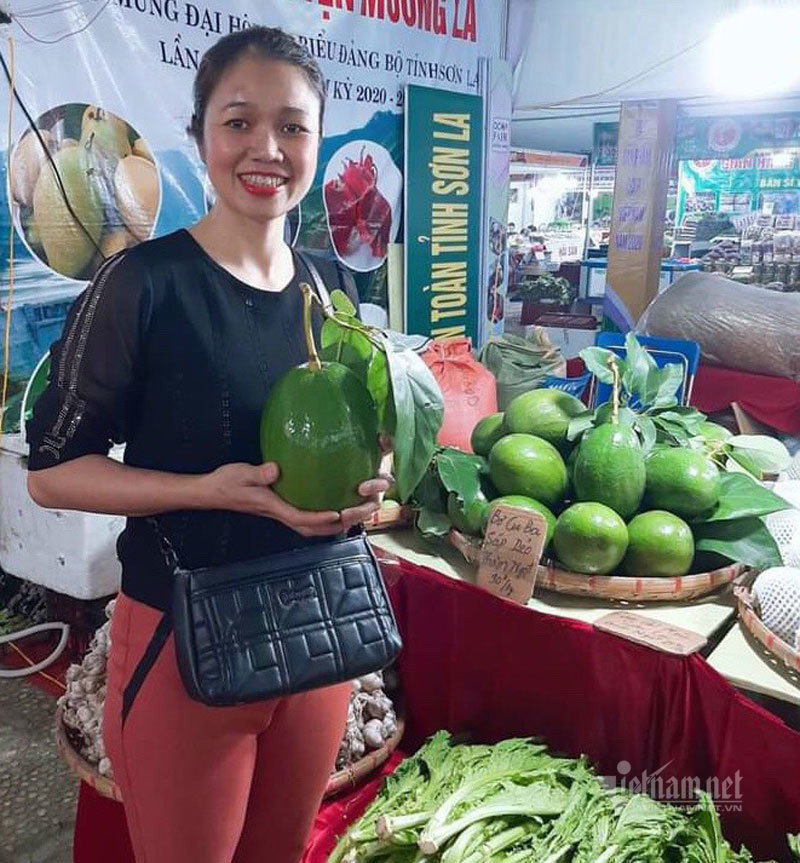 Bơ khổng lồ trồng ở Mộc Châu cho trái quanh năm