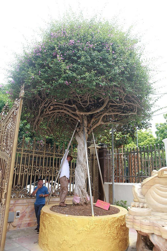 Theo anh Toàn, để sở hữu cây hoa giấy này, anh đã phải bỏ ra 2,8 tỷ đồng và phải theo đuổi mấy năm chủ nhân cũ mới nhượng lại