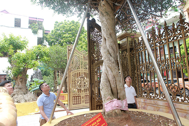Rất nhiều vị khách đến thăm vườn cây di sản duy nhất ở Việt Nam của anh Toàn đều phải “ngước nhìn” cây hoa giấy bởi họ chưa bao giờ nhìn thấy cây hoa giấy “khủng” như vậy