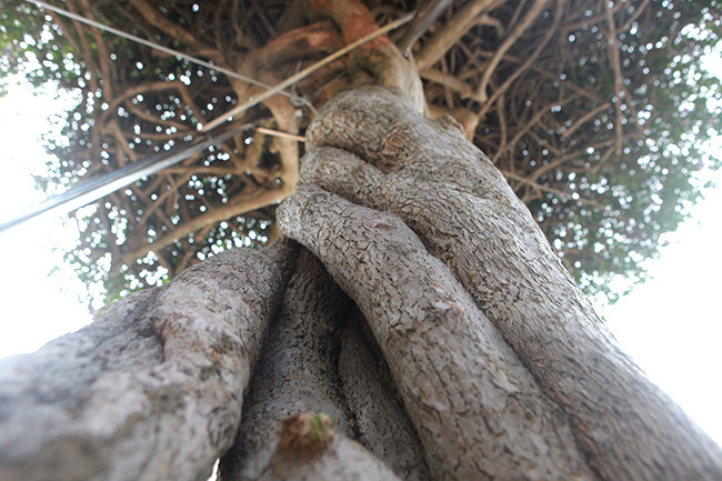 Thân xoắn, uốn lượn rất chắc chắn chứ không bị rỗng ruột