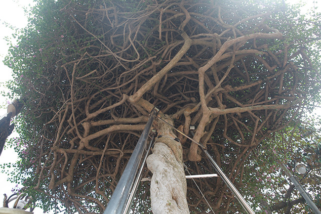 Sau nhiều năm tạo tác các cành đan xen vào nhau tạo thành một khối nhìn như một cái lầu