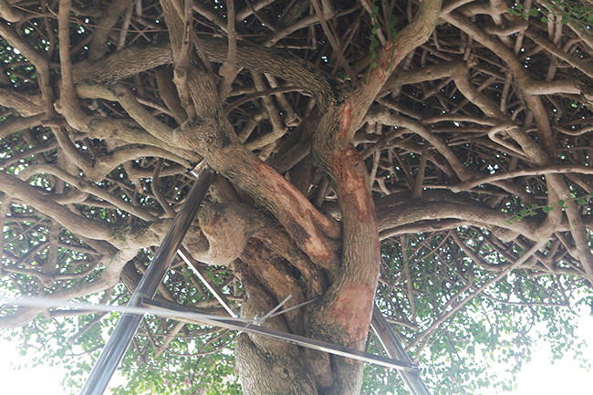 Các cành lớn già cỗi