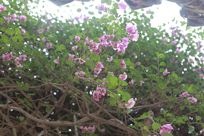 Màu hoa tím nhạt rất nhẹ nhàng