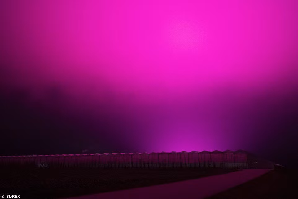 Bầu trời Thụy Điển bất ngờ chuyển sang màu tím lạ