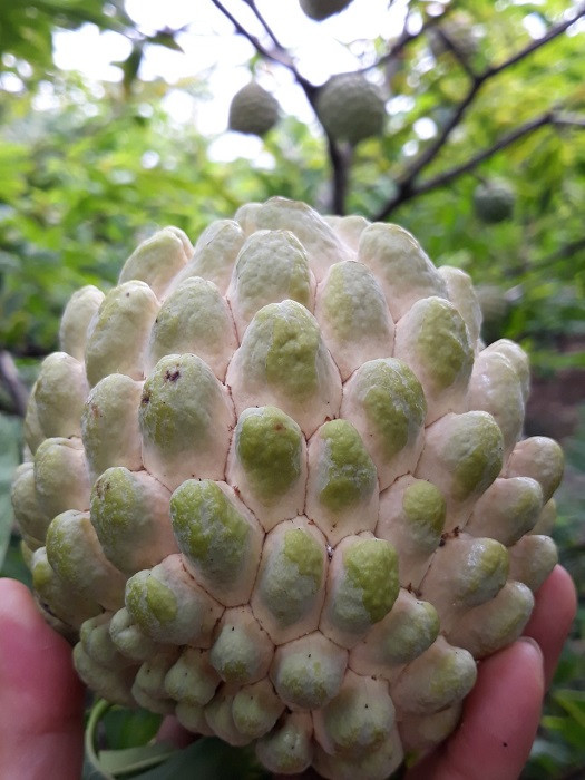 Nguyen nhan chi em Ha thanh lung mua thu na that sung gia cao