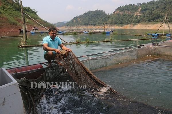 Thu 300 trieu/nam nho nuoi loai ca tung tien vua o ho song Da-Hinh-2