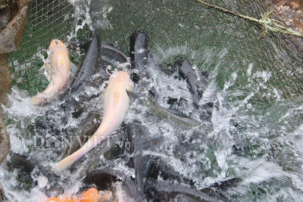 Thu 300 trieu/nam nho nuoi loai ca tung tien vua o ho song Da-Hinh-6