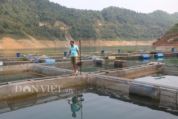 Thu 300 trieu/nam nho nuoi loai ca tung tien vua o ho song Da