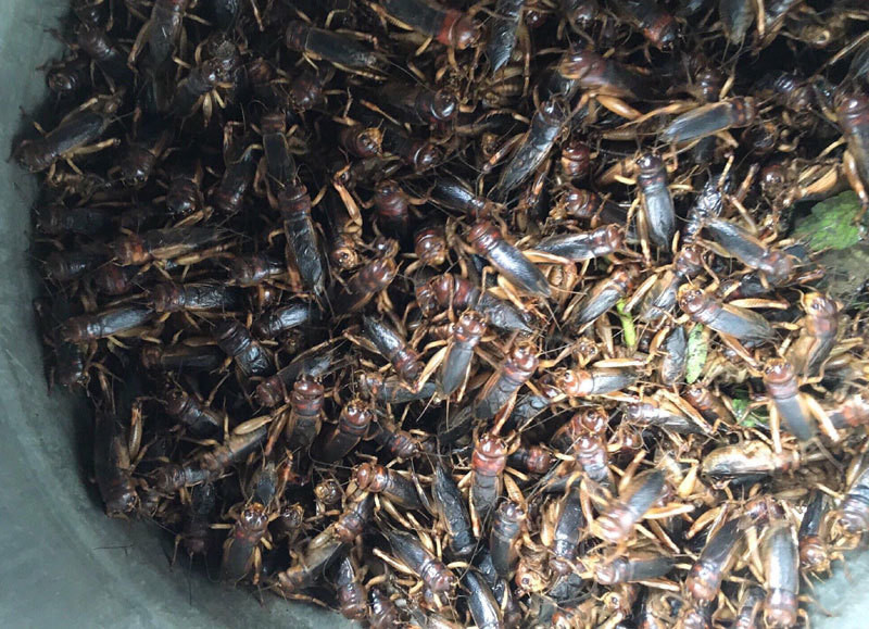 Mon la de men rang la chanh, gom 3 ngay moi du 1 bua-Hinh-4