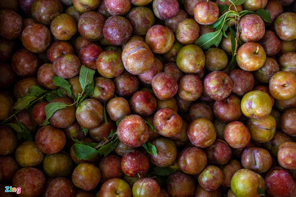 Tuy nhiên, không phải hộ nào cũng có điều kiện mua lưới như nhà anh Sơn. Không chỉ sản lượng giảm mà giá thành cũng giảm. Mận to đẹp được bán với mức giá 20.000/kg, mận xô giá dao động 5-15.000đ/kg, trong khi năm trước giá bán lên đến 50-60.000 đồng.