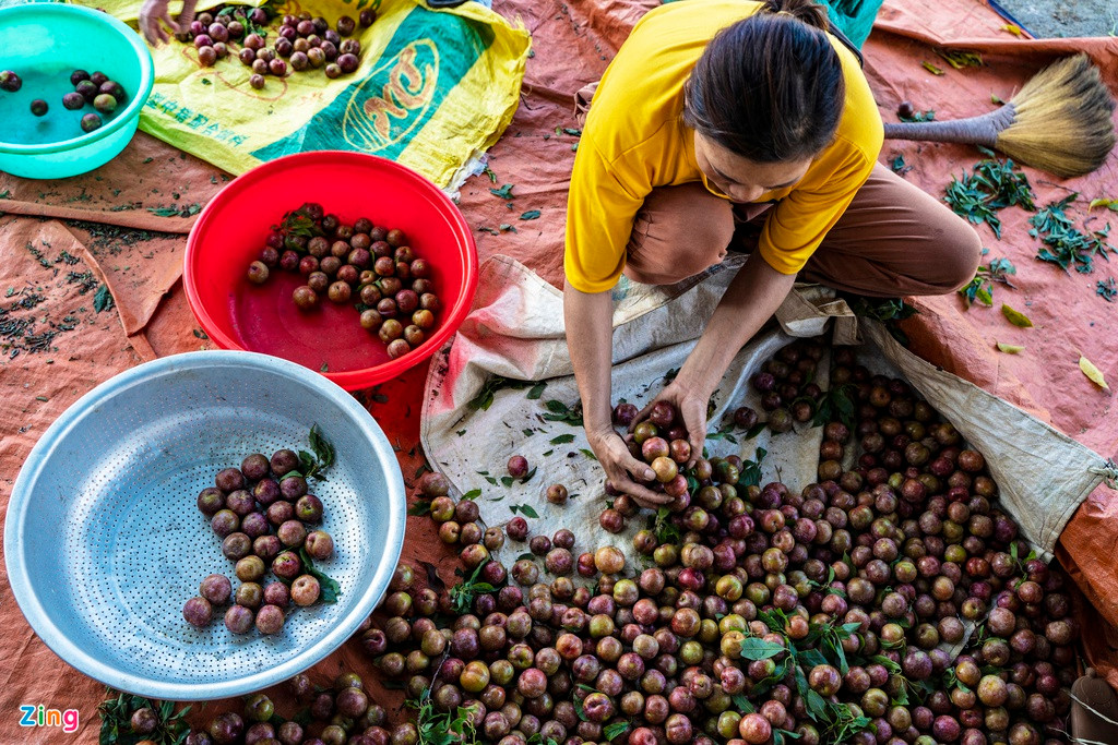 Việc tiêu thụ mận thông qua các thương lái gặp khó khăn, lại không có các thương lái mua mận xanh, xấu như mọi năm. Do đó, người nông dân năm nay chấp nhận bán mận với giá thấp hơn.
