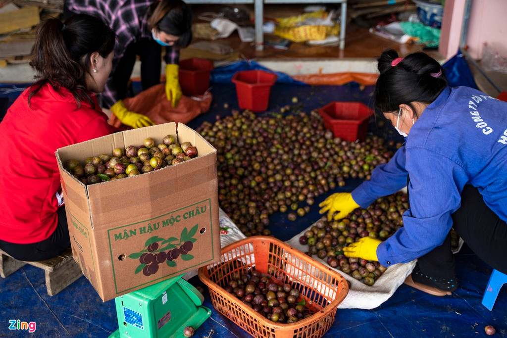 Mùa mận năm nay ở Mộc Châu chỉ lác đác vài điểm thu mua. Chị Tình (một thương lái) cho biết: “Do tình hình dịch bệnh nên lưu thông hàng hóa khó khăn hơn mọi năm, dù lệnh cách ly đã được dỡ bỏ, việc buôn bán mận vẫn gặp nhiều vướng mắc. Vì vậy, rất nhiều người năm ngoái thu mua mận thì năm nay đã không thể làm tiếp do không có chỗ tiêu thụ. Bản thân tôi vẫn còn những mối quen nhưng số lượng thu mua không nhiều, mỗi ngày chỉ vài tạ”.
