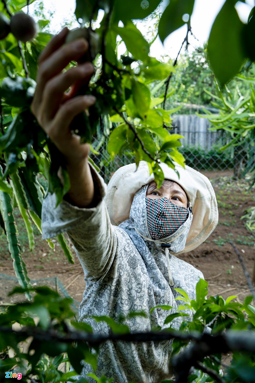 Người nông dân dùng tay để hái từng quả mận hoặc tự chế công cụ thô sơ như ống chọc mận để có thể hái quả trên cao. Thời điểm mận rộ những năm trước, chủ vườn phải thuê người hái với giá 150.000-200.000đ/người/ngày.