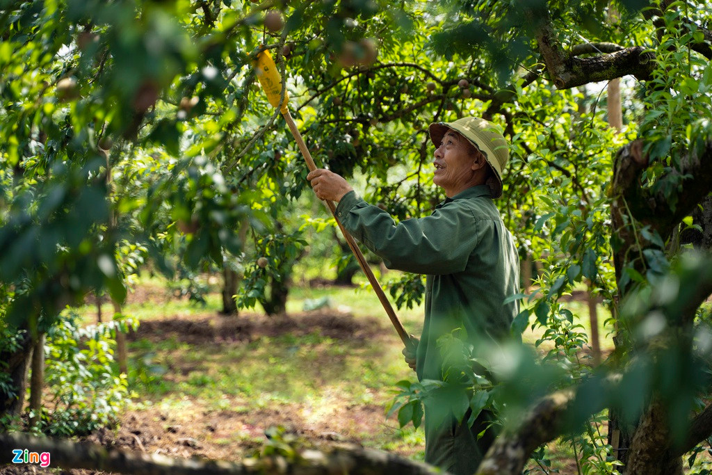 Anh Sơn (chủ một vườn mận 400 gốc tại thung lũng Nà Ka) cho biết: "Nhà tôi đã đầu tư mua lưới chống mưa đá cho vườn mận rộng 2 ha hết khoảng 200 triệu đồng. Nếu giá mận không được duy trì như mọi năm, khả năng năm nay sẽ bị lỗ".