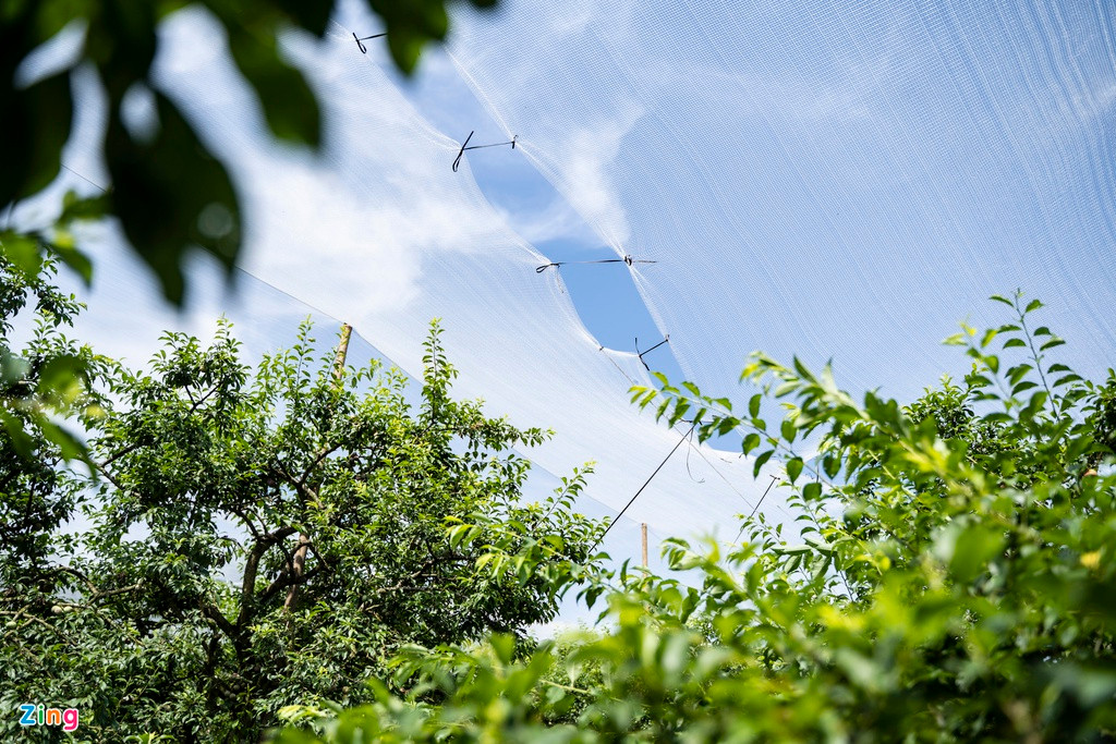 Sau cơn mưa đá đầu tiên, một số hộ đã đầu tư mua lưới để giữ cho mận không bị rụng hoặc xước. Tuy nhiên, việc đầu tư mua lưới, căng lưới cho cả diện tích trồng mận tốn khá nhiều chi phí.