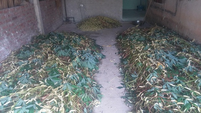 Nghe nuoi tam la san sieu hot thu lai gap 10 lan trong 20 ngay-Hinh-2