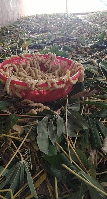 Nghe nuoi tam la san sieu hot thu lai gap 10 lan trong 20 ngay-Hinh-3