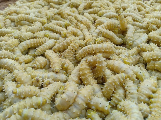 Nghe nuoi tam la san sieu hot thu lai gap 10 lan trong 20 ngay-Hinh-4