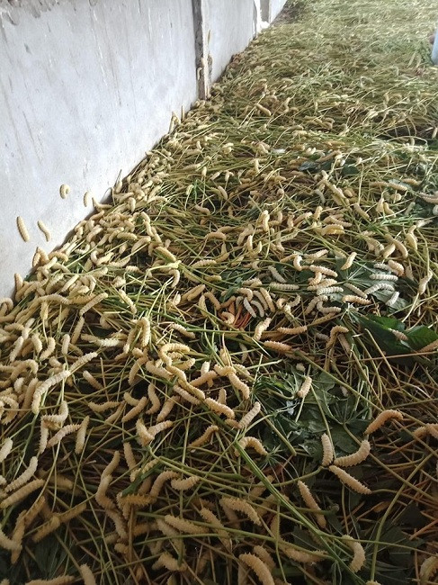 Nghe nuoi tam la san sieu hot thu lai gap 10 lan trong 20 ngay