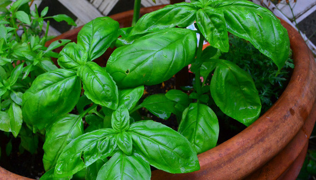 Những thực phẩm chống lại lão hóa và ngăn chặn ung thư - Hình 4 Nhung thuc pham chong lai lao hoa va ngan chan ung thu-Hinh-4