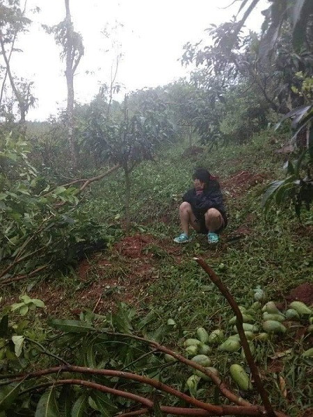 Xoai Son La rung trang vuon chi 1.000 dong/kg, cho khong ai lay-Hinh-2