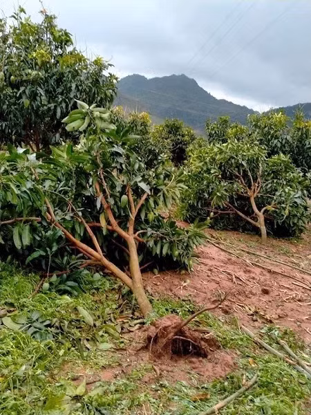 Xoai Son La rung trang vuon chi 1.000 dong/kg, cho khong ai lay-Hinh-3