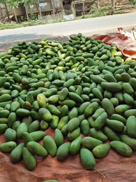 Xoai Son La rung trang vuon chi 1.000 dong/kg, cho khong ai lay