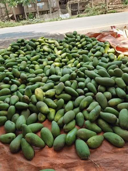 Xoai Son La rung trang vuon chi 1.000 dong/kg, cho khong ai lay