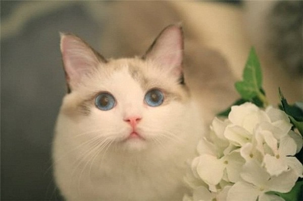 Con giap may man ngut troi, tien vao nhu nuoc 2 tuan toi-Hinh-2